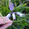 Fotografia 11 da espécie Hyacinthoides hispanica do Jardim Botânico UTAD