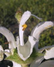 Fotografia da espécie Salvia argentea