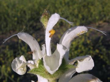 Fotografia da espécie Salvia argentea