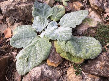 Fotografia da espécie Salvia argentea