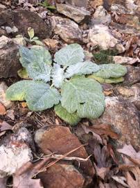 Fotografia da espécie Salvia argentea