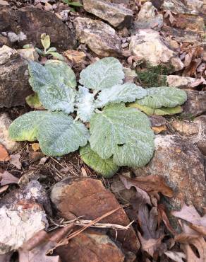 Fotografia 3 da espécie Salvia argentea no Jardim Botânico UTAD