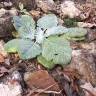 Fotografia 3 da espécie Salvia argentea do Jardim Botânico UTAD