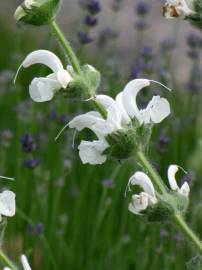 Fotografia da espécie Salvia argentea