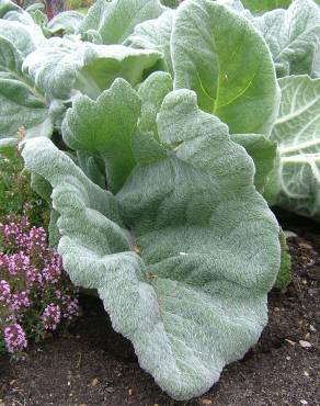 Fotografia 5 da espécie Salvia argentea no Jardim Botânico UTAD