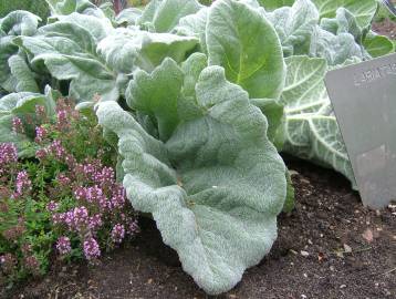 Fotografia da espécie Salvia argentea