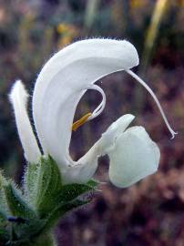 Fotografia da espécie Salvia argentea