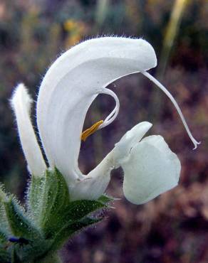 Fotografia 6 da espécie Salvia argentea no Jardim Botânico UTAD