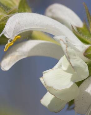 Fotografia 7 da espécie Salvia argentea no Jardim Botânico UTAD