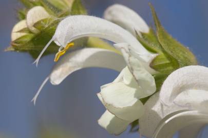 Fotografia da espécie Salvia argentea