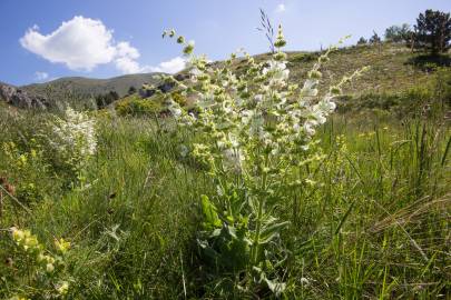 Fotografia da espécie Salvia argentea