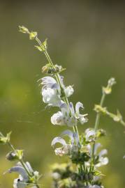 Fotografia da espécie Salvia argentea