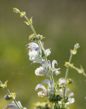 Fotografia 9 da espécie Salvia argentea no Jardim Botânico UTAD