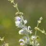 Fotografia 9 da espécie Salvia argentea do Jardim Botânico UTAD
