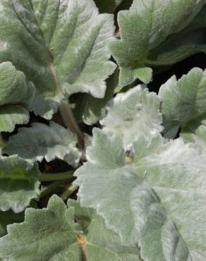 Fotografia 10 da espécie Salvia argentea no Jardim Botânico UTAD