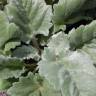 Fotografia 10 da espécie Salvia argentea do Jardim Botânico UTAD