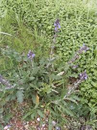 Fotografia da espécie Salvia sclareoides