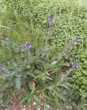 Fotografia 6 da espécie Salvia sclareoides no Jardim Botânico UTAD