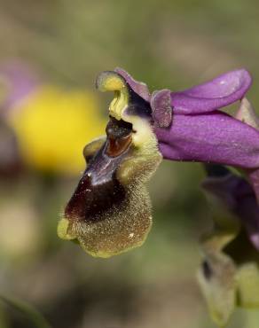 Fotografia 11 da espécie Ophrys tenthredinifera no Jardim Botânico UTAD