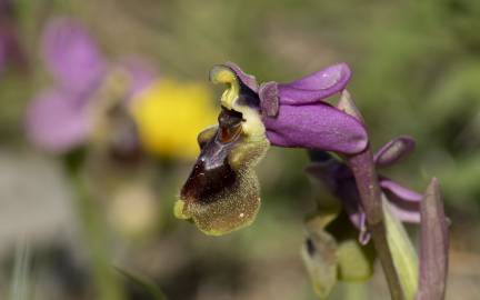 Fotografia da espécie Ophrys tenthredinifera