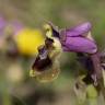 Fotografia 11 da espécie Ophrys tenthredinifera do Jardim Botânico UTAD