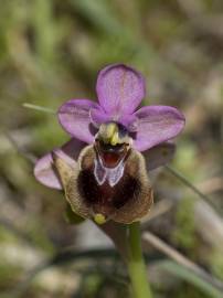 Fotografia da espécie Ophrys tenthredinifera