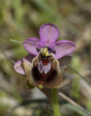 Fotografia 12 da espécie Ophrys tenthredinifera no Jardim Botânico UTAD