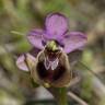 Fotografia 12 da espécie Ophrys tenthredinifera do Jardim Botânico UTAD
