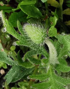 Fotografia 10 da espécie Papaver dubium no Jardim Botânico UTAD