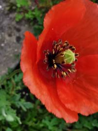 Fotografia da espécie Papaver dubium