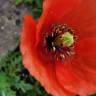 Fotografia 11 da espécie Papaver dubium do Jardim Botânico UTAD