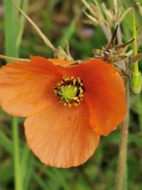 Fotografia da espécie Papaver dubium