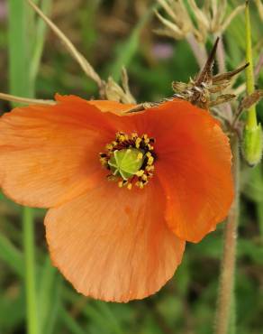 Fotografia 12 da espécie Papaver dubium no Jardim Botânico UTAD