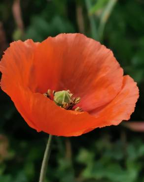 Fotografia 13 da espécie Papaver dubium no Jardim Botânico UTAD