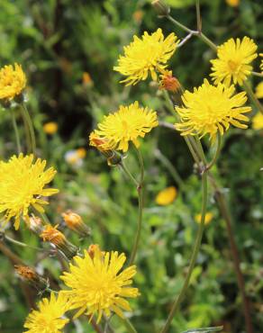 Fotografia 6 da espécie Crepis vesicaria subesp. taraxacifolia no Jardim Botânico UTAD