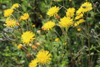 Fotografia da espécie Crepis vesicaria subesp. taraxacifolia