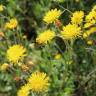 Fotografia 6 da espécie Crepis vesicaria subesp. taraxacifolia do Jardim Botânico UTAD