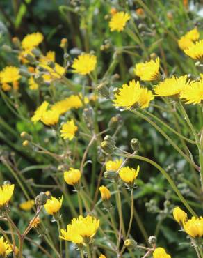 Fotografia 7 da espécie Crepis vesicaria subesp. taraxacifolia no Jardim Botânico UTAD