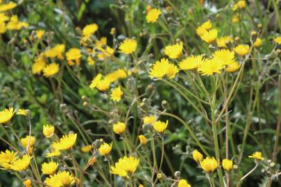 Fotografia da espécie Crepis vesicaria subesp. taraxacifolia