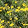 Fotografia 7 da espécie Crepis vesicaria subesp. taraxacifolia do Jardim Botânico UTAD