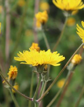 Fotografia 8 da espécie Crepis vesicaria subesp. taraxacifolia no Jardim Botânico UTAD