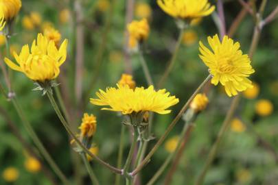 Fotografia da espécie Crepis vesicaria subesp. taraxacifolia