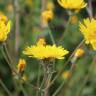 Fotografia 8 da espécie Crepis vesicaria subesp. taraxacifolia do Jardim Botânico UTAD