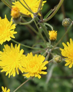 Fotografia 9 da espécie Crepis vesicaria subesp. taraxacifolia no Jardim Botânico UTAD