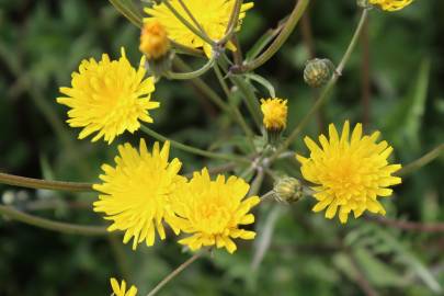 Fotografia da espécie Crepis vesicaria subesp. taraxacifolia