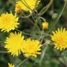 Fotografia 9 da espécie Crepis vesicaria subesp. taraxacifolia do Jardim Botânico UTAD