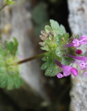 Fotografia 12 da espécie Lamium amplexicaule no Jardim Botânico UTAD