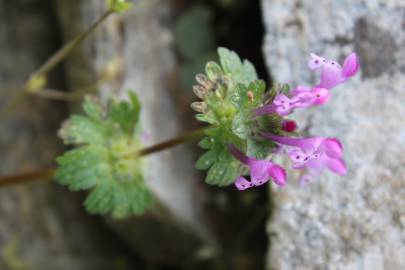 Fotografia da espécie Lamium amplexicaule