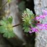 Fotografia 12 da espécie Lamium amplexicaule do Jardim Botânico UTAD