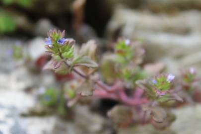 Fotografia da espécie Veronica arvensis